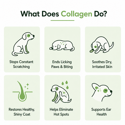 Paw Nuri™ Premium Liquid Collagen